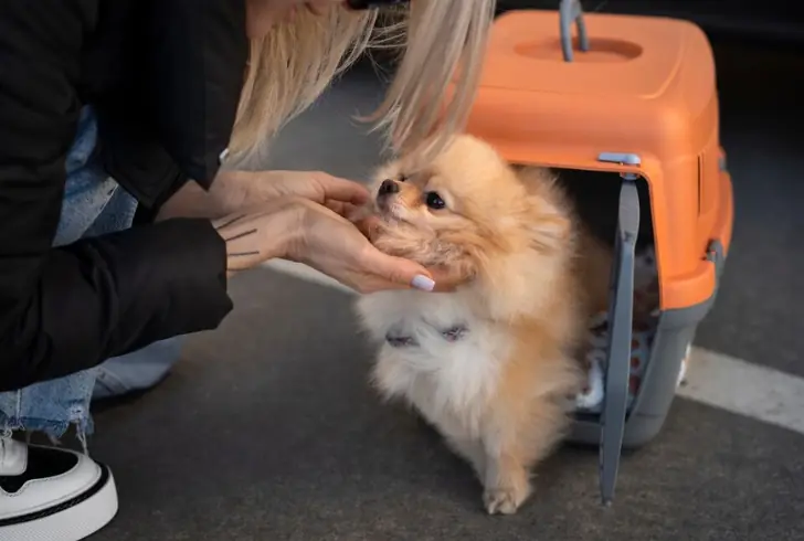 Travel Essentials - Ensure your pets travel safely and comfortably in a secure carrier.